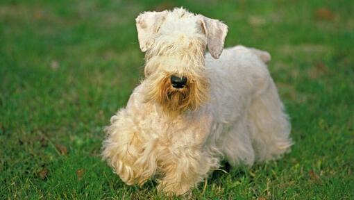 Sealyham Terrier Dog Breed Information | Purina